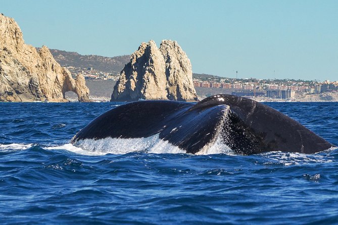 Humpback Whales in Cabo San Lucas - Stop one: Cabo San Lucas Beach and the opening ride