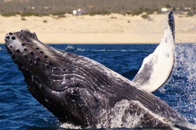 Humpback Whales in Cabo San Lucas