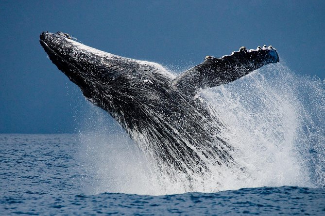 Humpback Whales in Cabo San Lucas - Stop two: El Arco and the sea lion colony