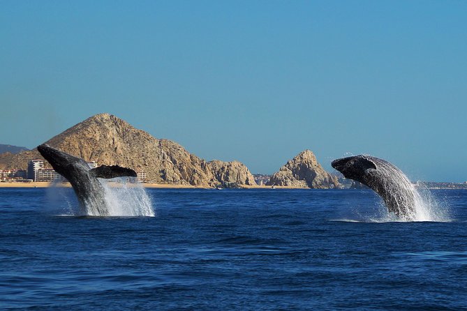 Humpback Whales in Cabo San Lucas - The whale watching: expect searching, then sudden action