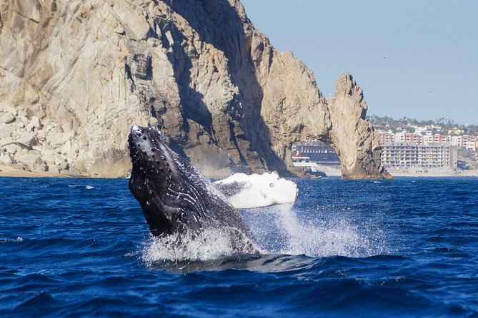 Humpback Whales in Cabo San Lucas - What the marine biologist adds