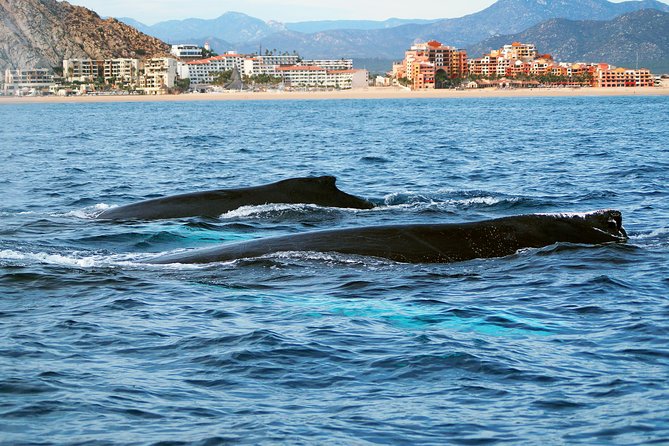 Humpback Whales in Cabo San Lucas - Timing, weather, and seasickness