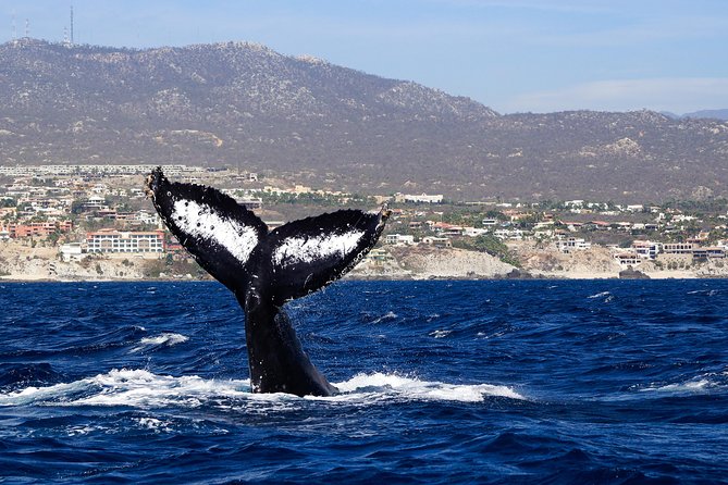 Humpback Whales in Cabo San Lucas - Is $99 a good value?