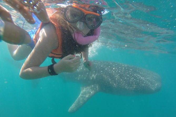 Intimate Eco-Friendly Whale Shark Encounter - Premium Service - Key points at a glance