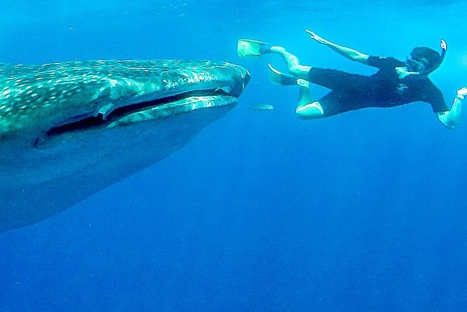 Intimate Eco-Friendly Whale Shark Encounter - Premium Service - Meeting your crew at The Dock Cafe