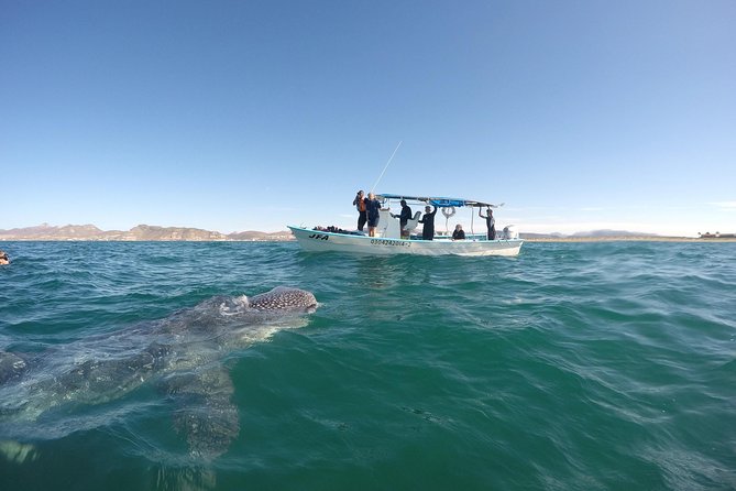 Intimate Eco-Friendly Whale Shark Encounter - Premium Service - Why the seven-person limit matters