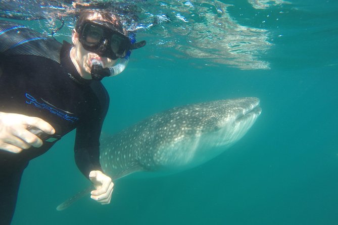 Intimate Eco-Friendly Whale Shark Encounter - Premium Service - Photos, videos, and the memory of the encounter