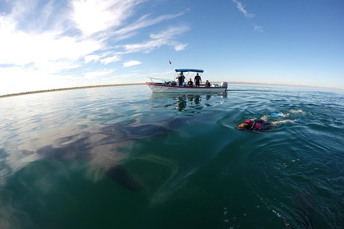 Intimate Eco-Friendly Whale Shark Encounter - Premium Service - Snacks, water, and the eco-friendly details