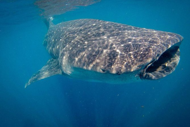 Intimate Eco-Friendly Whale Shark Encounter - Premium Service - A strong choice for families and mixed-ability groups