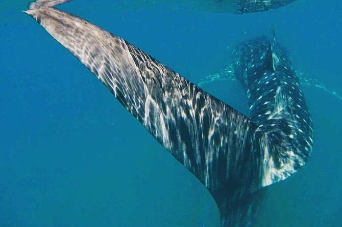 Intimate Eco-Friendly Whale Shark Encounter - Premium Service - Guides who shape the day