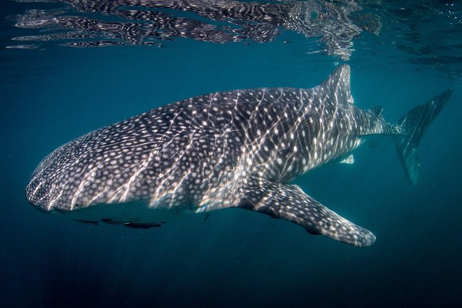 Intimate Eco-Friendly Whale Shark Encounter - Premium Service - Entering La Paz’s whale shark zone