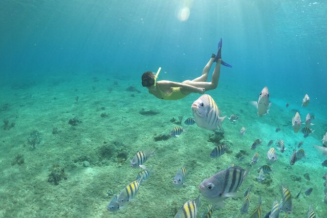 Invisible Boat Snorkeling Tour - Is $39 a good value?