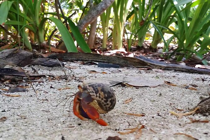 Isla Contoy and Isla Mujeres Tour with Snorkeling from Cancun - The Outdoor Caribbean Lunch