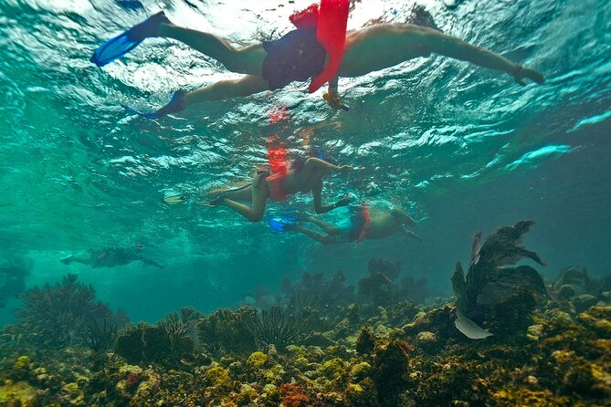 Isla Mujeres, Snorkel, Lunch & Pick Up from Cancun to P.Morelos - Snorkeling at El Meco Reef