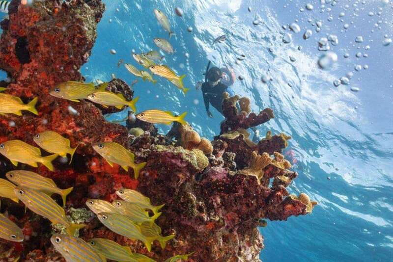 Isla Mujeres: Snorkel Tour at Musa and Manchones Reef - Manchones Reef brings the wildlife