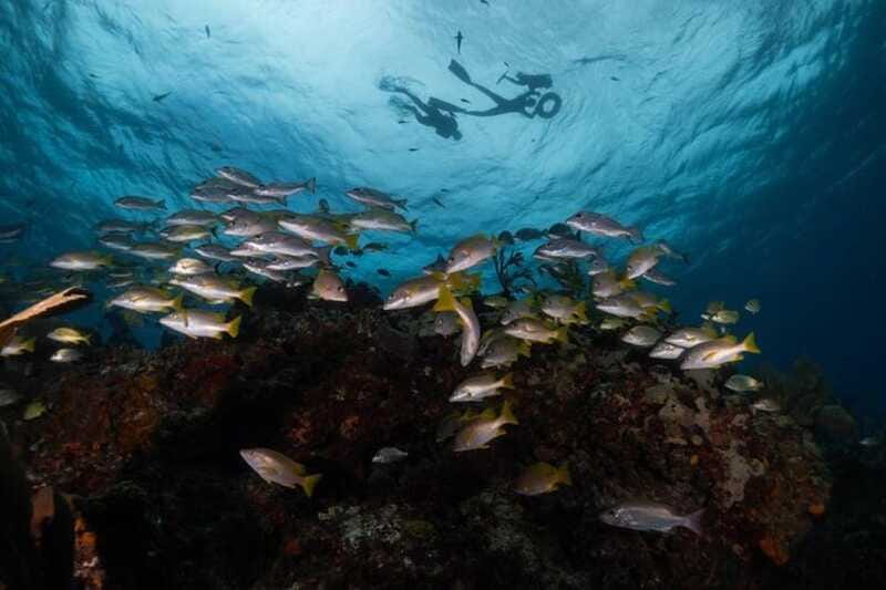 Isla Mujeres: Snorkel Tour at Musa and Manchones Reef - How Pocna’s guides shape the experience