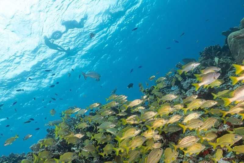 Isla Mujeres: Snorkel Tour at Musa and Manchones Reef - Snacks, equipment, and the $65 real cost
