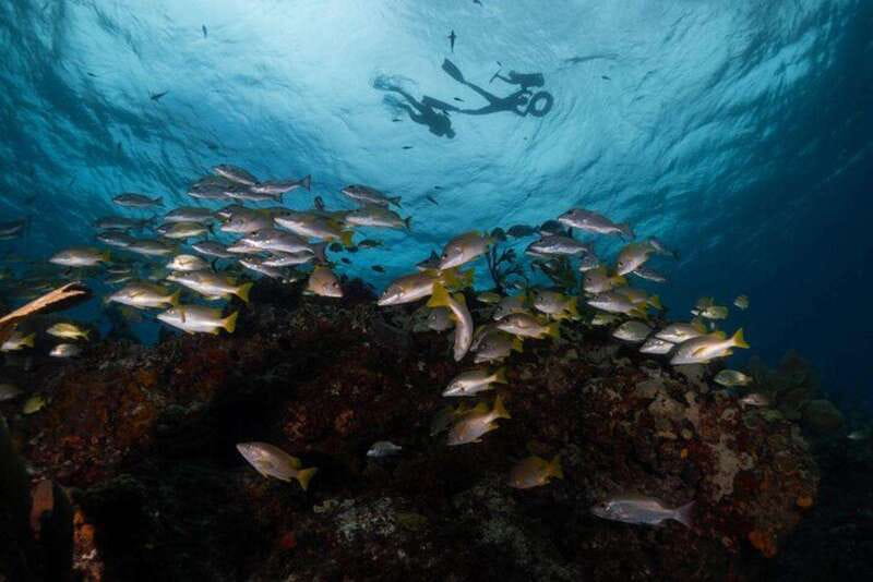 Isla Mujeres: Snorkel Tour at Musa and Manchones Reef - MUSA: an underwater gallery with a Caribbean twist