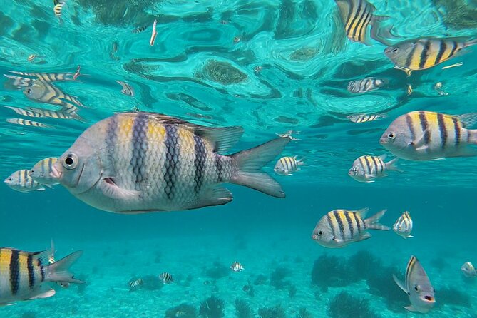 Isla Mujeres Snorkeling Adventure at the Underwater Museum - What the $52 Price Really Buys You