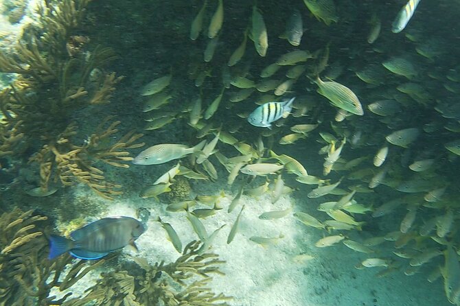 Isla Mujeres Snorkeling Adventure at the Underwater Museum - MUSA: Statues, Fish, and a Submerged Volkswagen