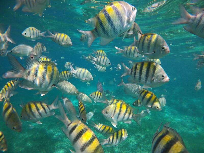 Isla Mujeres: Snorkeling Adventure at the Underwater Museum - The crew and the pace on the water