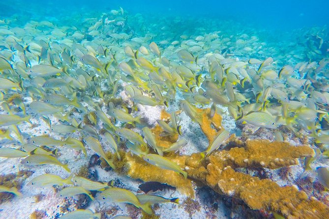 Isla Mujeres Snorkeling Tour Adventure - Price and value at $58.74