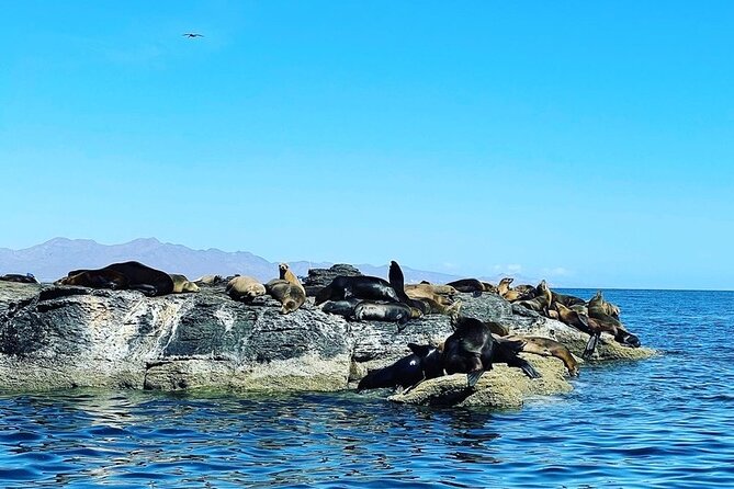 Island Tour with Snorkeling and Picnic - Two hours on Coronado Island