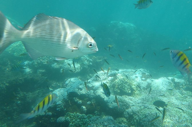 Ixtapa Island Tour - Key points to know before booking