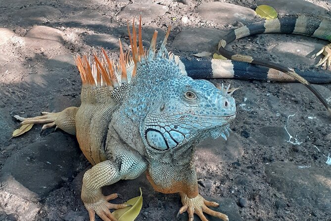 Ixtapa Island Tour - What the guides add to the day