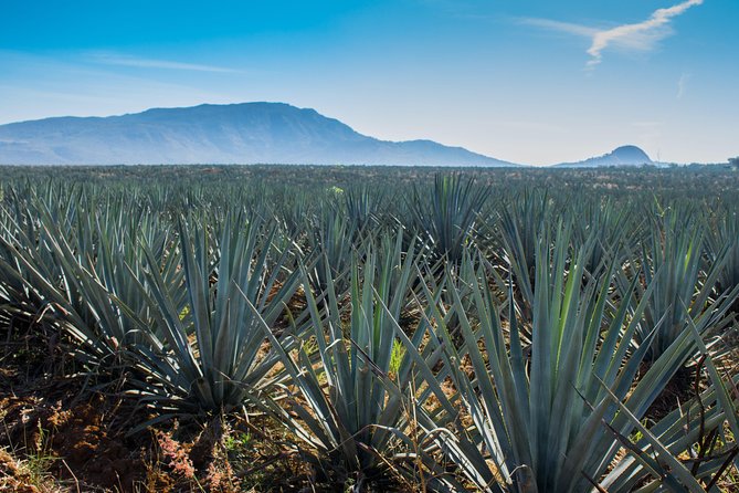 José Cuervo Tequila Day Experience from Guadalajara - Lunch, timing, and the road back