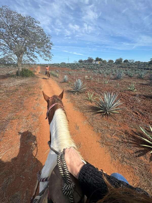 Jungle and beach horseback ride + lunch + mezcal - Lunch at the ranch: machaca, tortillas, and cheese flambé