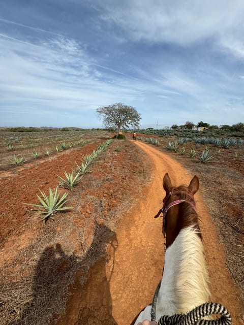 Jungle and beach horseback ride + lunch + mezcal - Is the $105 price good value?
