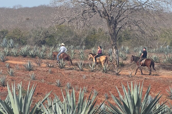 Jungle and Beach Horseback ride Tour in Pacific Coast - Booking advice for a smoother day