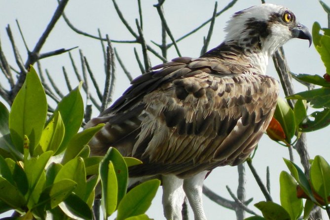 Kayak adventure through Laguna Nichupté in Cancun - The bird tree and the first mangrove views