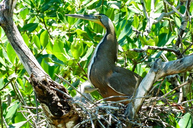 Kayak adventure through Laguna Nichupté in Cancun - Mangrove tunnels and small sea life