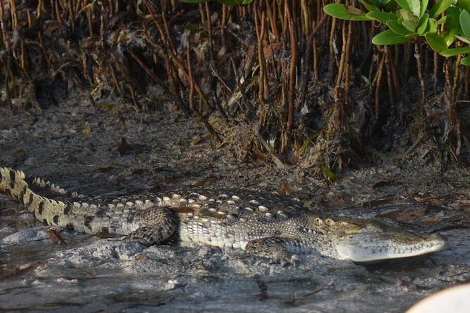 Kayak Experience in the Mangroves of Holbox Island - A small group changes the experience