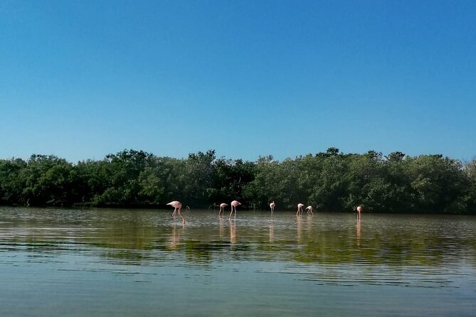 Kayak Experience in the Mangroves of Holbox Island - What the $56.75 price buys you