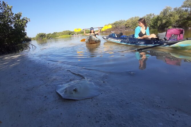 Kayak Experience in the Mangroves of Holbox Island - Wildlife sightings are the reward, not a promise