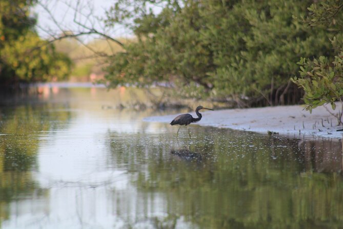 Kayak Mangroves Sunrise Experience - Mosquitoes, weather, and other practical concerns
