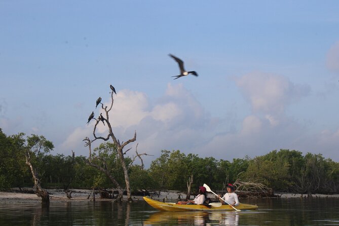 Kayak Mangroves Sunrise Experience - Is the experience good value?