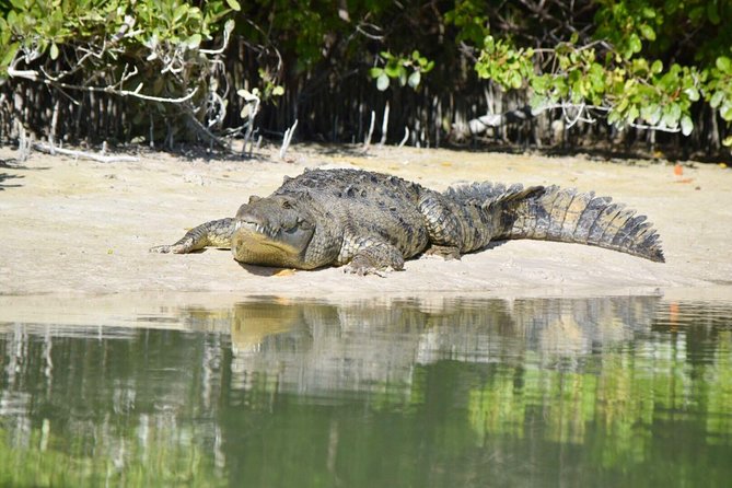 Kayaking Tour Through the Mangroves in Isla Holbox - The rest stop and second 45-minute paddle