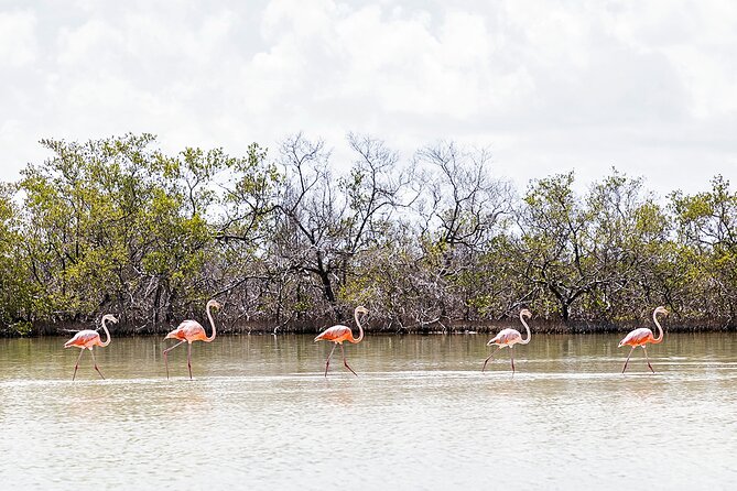 Kayaking Tour Through the Mangroves in Isla Holbox - Crocodiles, flamingos, and the wildlife odds