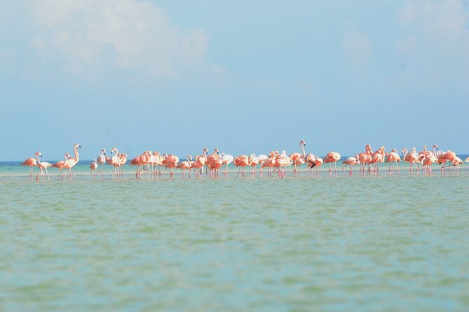 Kayaking Tour Through the Mangroves in Isla Holbox - The guide factor: Gustavo, Willy, Lalo, and Abraham