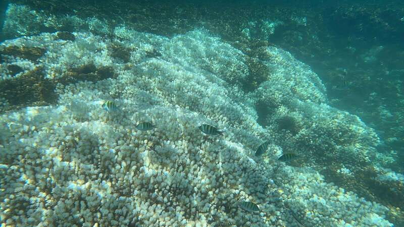 La Paz: Espiritu Santo Island Tour - Balandra Beach and the final 100 minutes