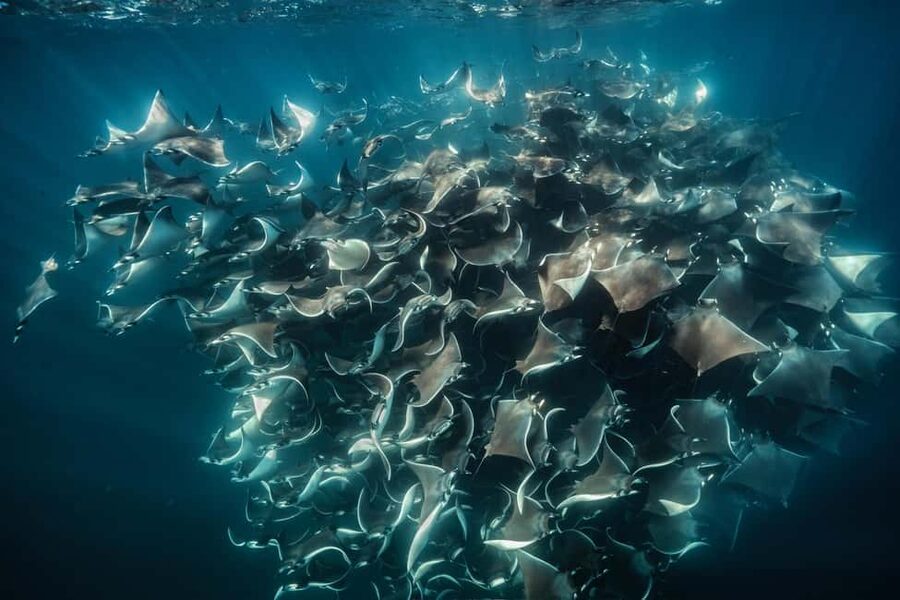 La Paz or La Ventana: Ocean Safari - A Small Boat With a Big Wildlife Mission