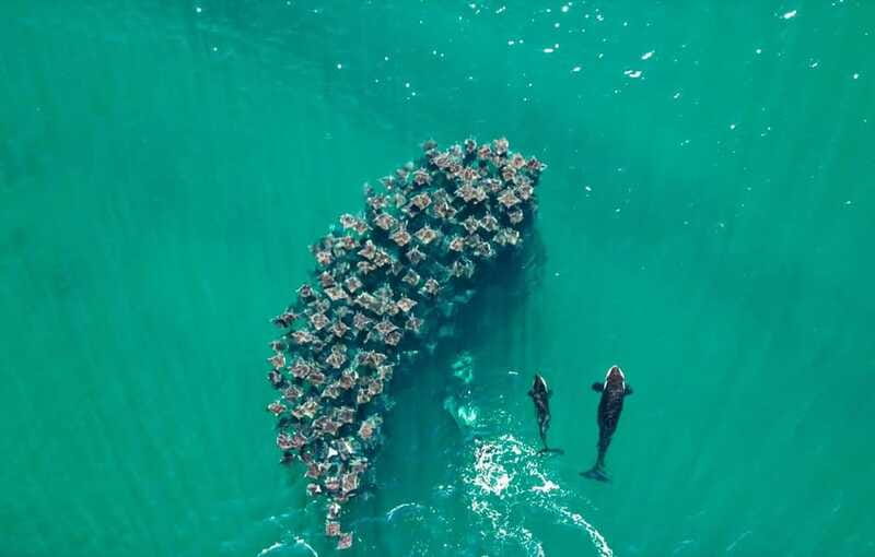 La Paz or La Ventana: Ocean Safari - Respecting Animals Instead of Chasing Them