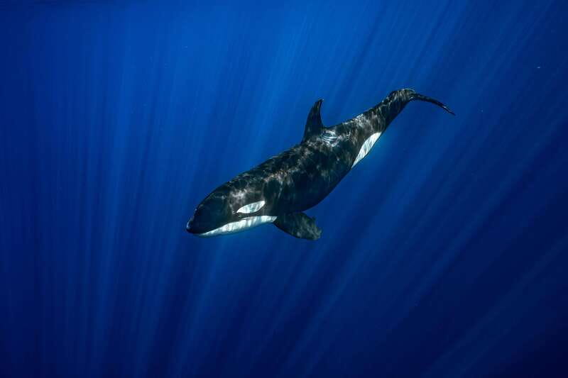 La Paz or La Ventana: Ocean Safari - Lunch on the Boat or Beach