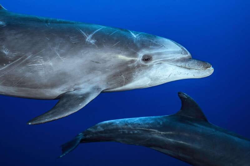 La Paz or La Ventana: Ocean Safari - Returning Around 1 p.m.