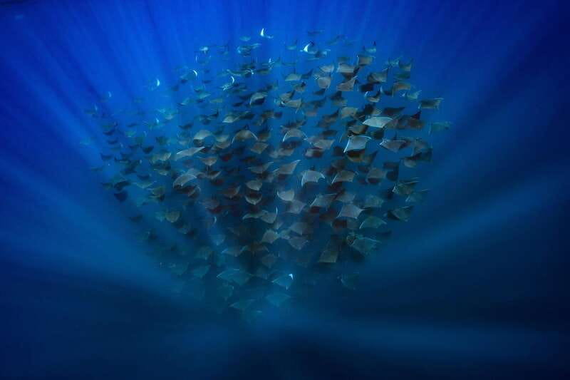 La Paz or La Ventana: Ocean Safari - What the $175 Price Really Buys
