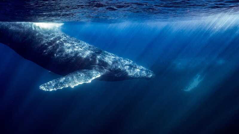 La Paz or La Ventana: Ocean Safari - Who Should Book This Safari